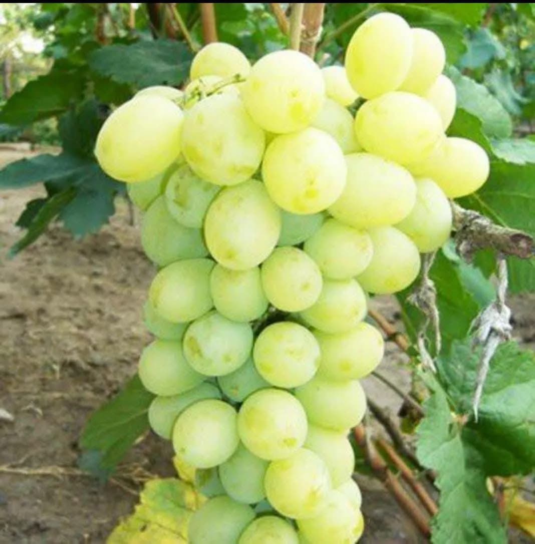 عنب تونسي